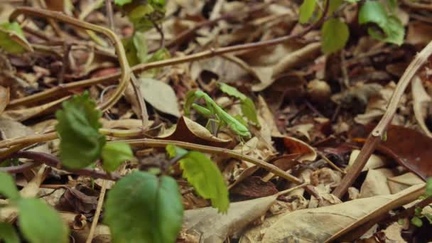 Close Van Europese Mantis Mantis Religiosa Stilstaand Gevallen Dood Blad — Stockvideo