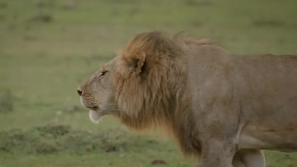 Mannelijke Leeuw Loopt Brult Gezag Doen Gelden Afrikaanse Safari — Stockvideo