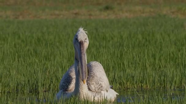 Immature Dalmatian Pelican Injury His Bill Pouch Swims Dew Covered — Stock Video