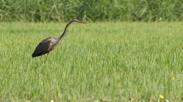 ギリシャ北部のケルキニ湖湿地の水田での紫色のヘロン狩りが離陸し フレームから飛び立ちます — ストック動画