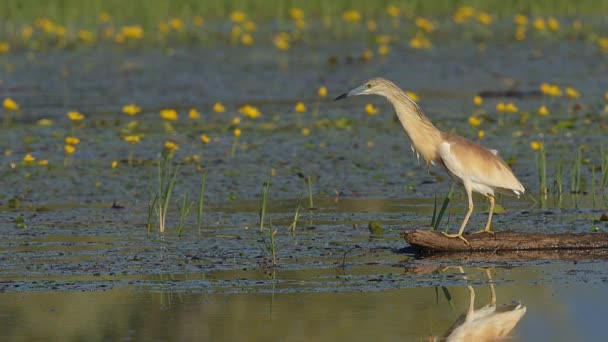 北ギリシャのケルキニ湖の湿地にまだ立っているユリの間で浮遊ログから獲物をストーキングSquacco Heron Ardeola Ralloides — ストック動画