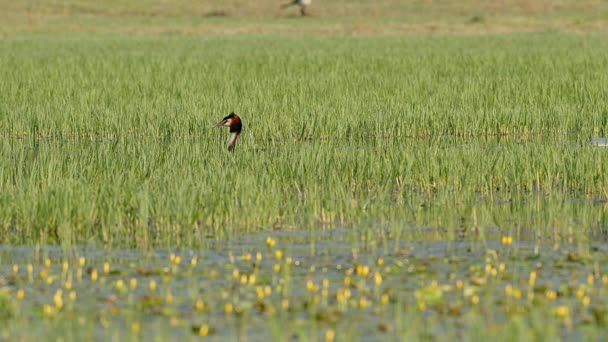 Sudut Lebar Ditembak Dari Grebe Jambul Besar Podiceps Cristatus Mencari — Stok Video