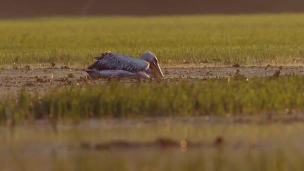 Pellicano Bianco Pelecanus Onocrotalus Che Nuota Lungo Prato Allagato Attraverso — Video Stock