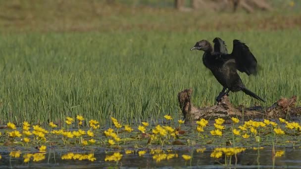 Kormoran Pigmejski Microcarbo Pygmeus Siedzi Pływającym Kłębku Wśród Lilii Trzepocząc — Wideo stockowe