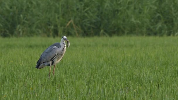 Ein Graureiher Ardea Cinerea Hat Feuchtgebiet Des Kerkini Sees Griechenland — Stockvideo