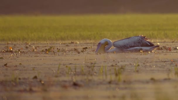 Білий Пелікан Pelecanus Onocrotalus Плаває Вздовж Затопленої Луки Через Трави — стокове відео