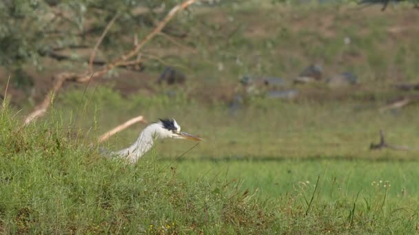 Czapla Szara Ardea Cinerea Pojawia Się Nad Trawiastym Kopiec Nad — Wideo stockowe