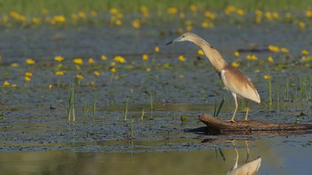 Ein Reiher Ardeola Ralloides Der Seine Beute Von Einem Schwimmenden — Stockvideo