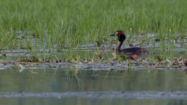 Gran Grebe Cresta Mirando Alrededor Luego Buceando Bajo Agua Humedal — Vídeo de stock