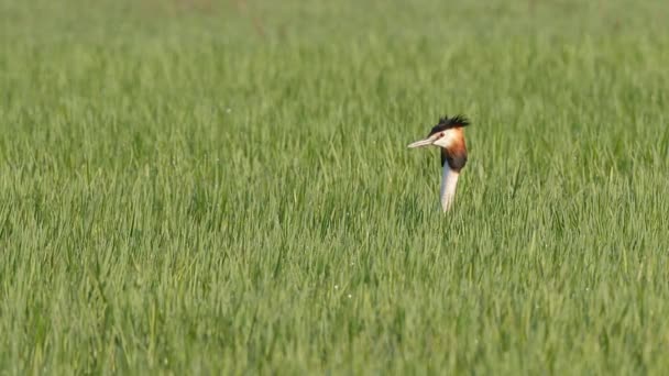 Velký Hřeben Grebe Podiceps Cristatus Hledá Svého Druha Mezi Vysokými — Stock video