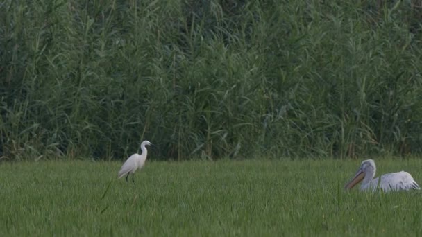 Immature Dalmatian Pelican Pelecanus Crispus Swimming Grasses Flooded Meadow Lake — Stock Video