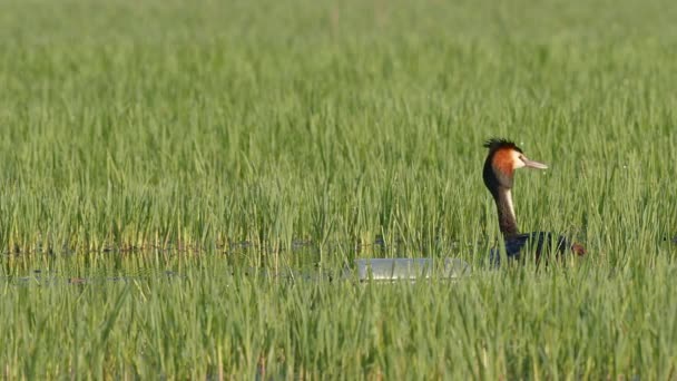 Wielki Kruszywo Podiceps Cristatus Szuka Swojego Partnera Wśród Wysokich Traw — Wideo stockowe