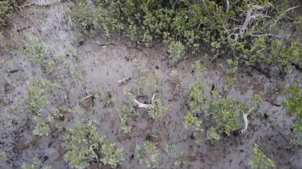 Drone Spining Shot Close Van Het Wetland Laten Zien — Stockvideo