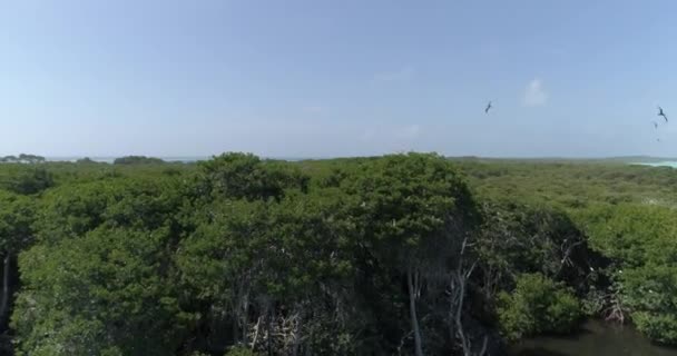 鳥が飛んで巣の世話をする熱帯マングローブ林の空中ビュー — ストック動画