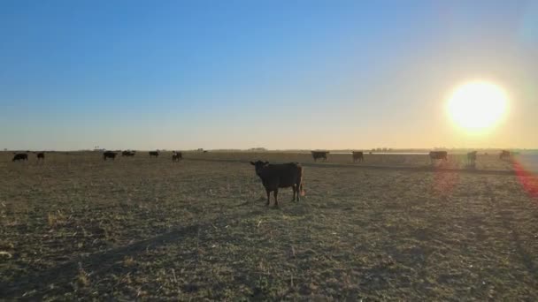 Aerial Hjälte Sköt Drönare Flyger Runt Svart Aberdeen Angus Står — Stockvideo