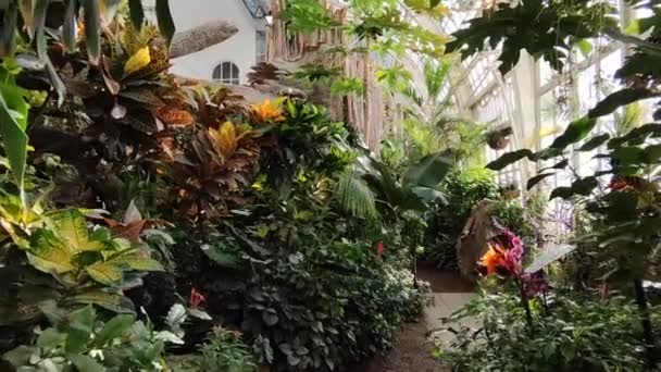 Wandelen Door Het Prachtige Butterfly House Wenen Oostenrijk Handheld Voorwaarts — Stockvideo