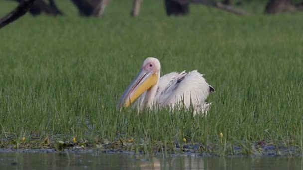 ギリシャ北部のケルキニ湖の湿地で小さな魚にダイビング草を介して氾濫した牧草地に沿って泳ぐ白いペリカン Pelecanus Onocrotalus — ストック動画