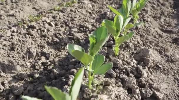 肥沃な土壌で栽培される有機畑豆の列閉じる — ストック動画