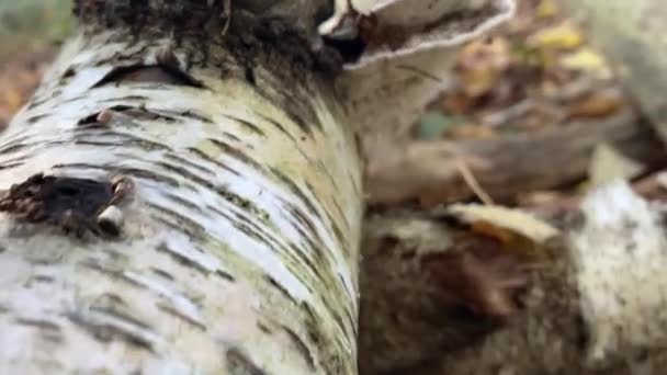 Närbild Kamera Roterar Runt Detaljerad Fallen Trädstam Före Vintern — Stockvideo