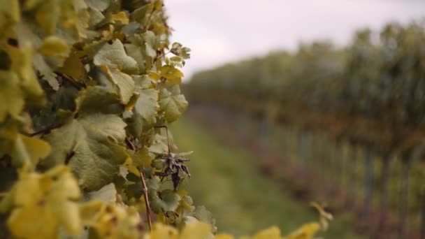 Slow reveal of vineyard rows on wine farm; shallow focus, grape harvest