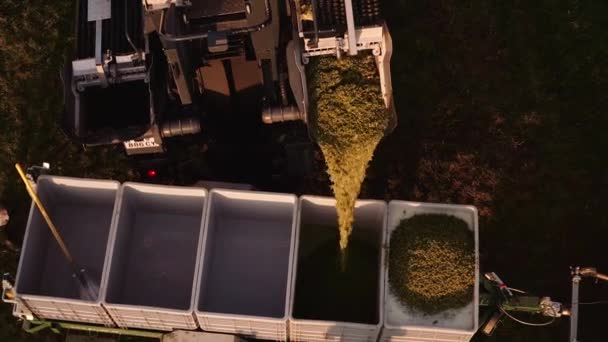 Harvested White Wine Grapes Transferred Grape Bin Harvester Aerial View — Stock Video