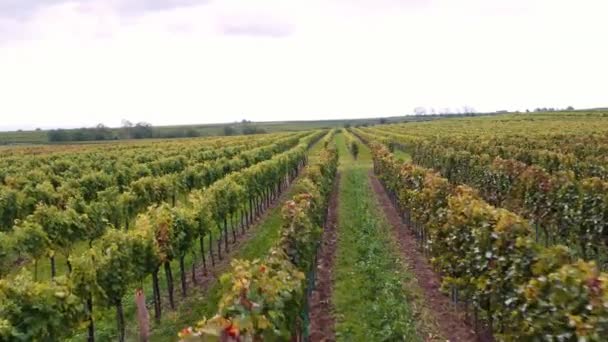 無人機は ブドウ畑を最小限に抑えるワイン農場で飛ぶ 緑豊かな緑の葉 — ストック動画