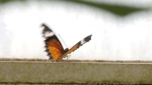 Vista Cerca Una Mariposa Monarca Tigre Tropical Naranja Golpeando Sus — Vídeo de stock