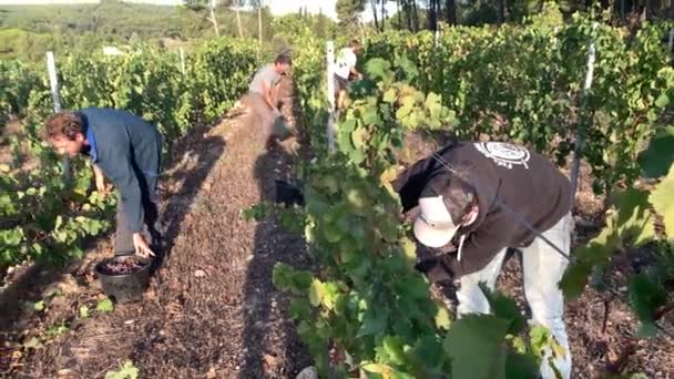 Personas Que Trabajan Viñedo Durante Vendimia Estacional Slow Motion — Vídeo de stock