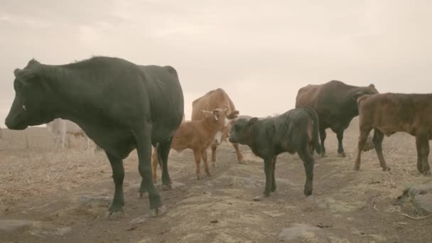 Vaches Dans Nord Israël Hauteurs Golan Pâturage Avec Des Veaux — Video