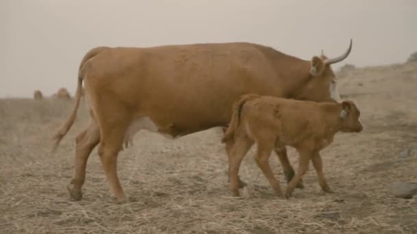 Koeien Noord Israël Golanhoogten Grazen Met Kalveren — Stockvideo