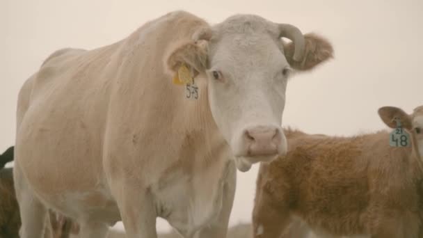 Koeien Noord Israël Golanhoogten Grazen Met Kalveren — Stockvideo