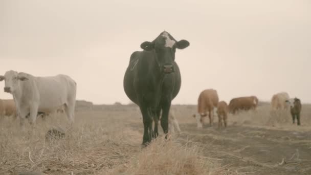Krávy Severním Izraeli Golanské Výšiny Pasoucí Telaty — Stock video