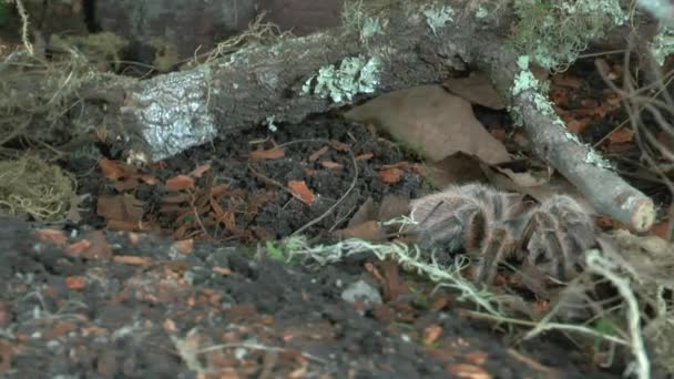 Vista Frontale Vicino Camminare Tarantula — Video Stock