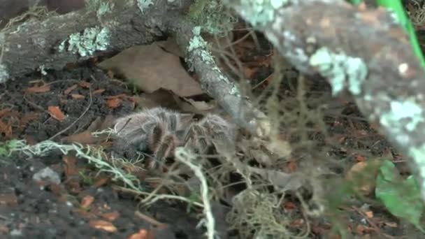 Voorzijde Close Zicht Wandelen Tarantula — Stockvideo