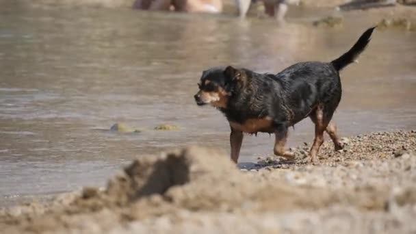 Küçük Siyah Köpek Güneşli Bir Günde Kuyruğunu Sallayarak Sahilde Yürüyor — Stok video