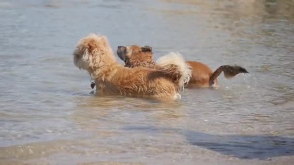 Couple Dogs Standing Shallow Water Beach One Shakes Splashes — Stock Video