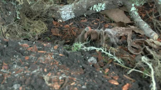 Nahaufnahme Der Wandelnden Vogelspinne — Stockvideo