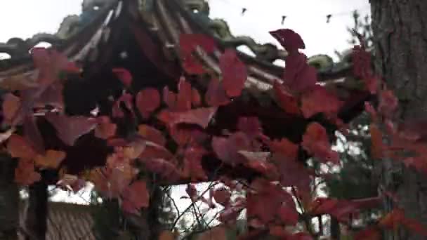 Close Vibrant Coloured Autumn Leaves Fluttering Wind Oriental Themed Garden — Stock Video
