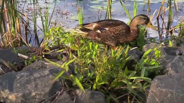 Duck Walking Munksjn Jnkping Švédsko Natáčení Rychlostí Snímků Sekundu Zpomalilo — Stock video