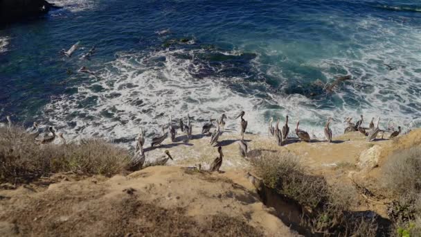 Pelikane Fliegen Vorbei Und Sitzen Auf Einer Klippe Meer Auf — Stockvideo