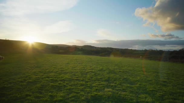 Landscape Панорамний Постріл Сім Яка Вигулює Собаку Полі Під Час — стокове відео