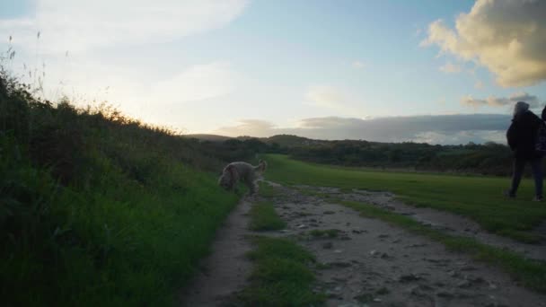 Landschaftsaufnahme Eines Hundes Der Bei Sonnenuntergang Durch Ein Feld Läuft — Stockvideo