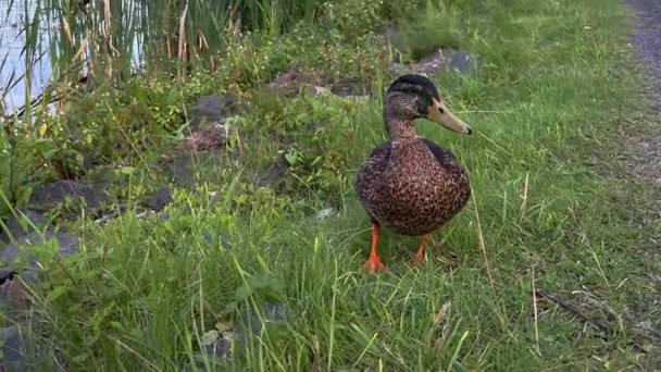 Pato Andando Munksjn Jnkping Suécia Filmado 60Fps Abrandou Para 25Fps — Vídeo de Stock