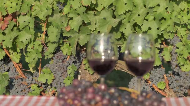 Red Wine Glass Vineyards — Stock Video