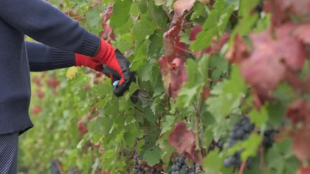 Taille Des Vignobles Avec Des Vrilles Cisaillées Travailleur Dans Culture — Video