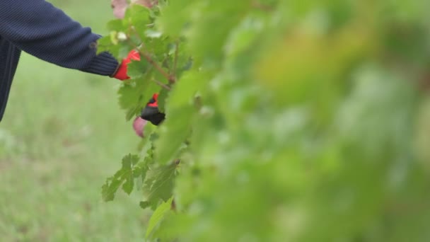 Pekerja Memangkas Kebun Anggur Viticulture Pertanian — Stok Video