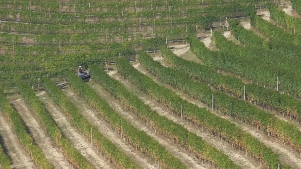 Trabajos Maquinaria Tractores Agricultura Viñedos Equipos Agrícolas Que Trabajan Cultivo — Vídeo de stock