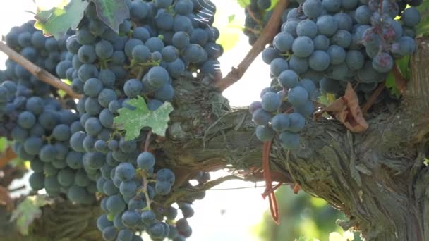 Виноградарство Виноград Красное Вино Сельское Хозяйство Винодельня — стоковое видео