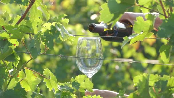 Pouring Red Wine Slow Motion Wine Glass Vineyards Vine Grapes — Stock Video