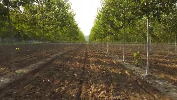 有机农业耕作 — 图库视频影像